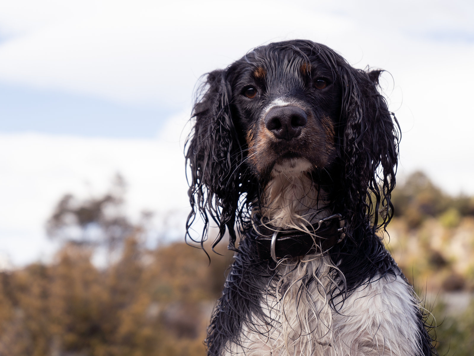 Adventure with dogs