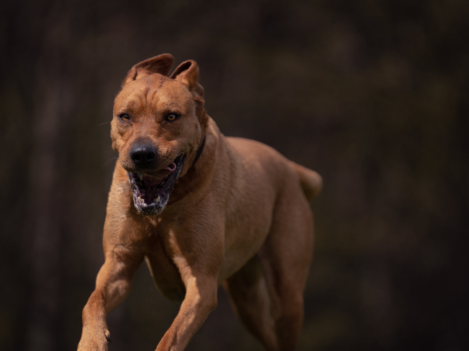 Happy dog on a walk
