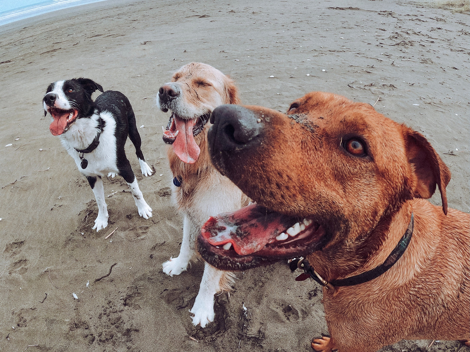 Dogs enjoying an outdoor adventure