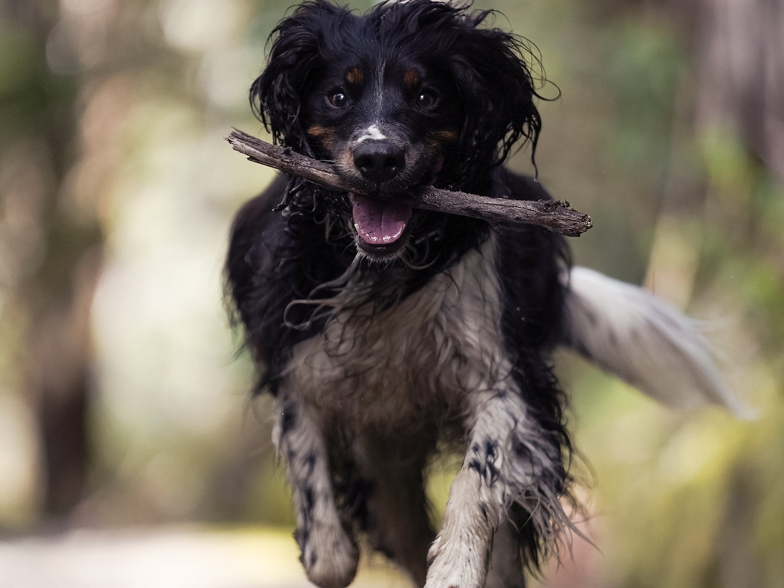Happy dogs on a pack walk