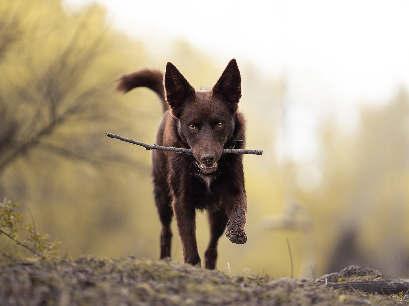 Dogs playing together