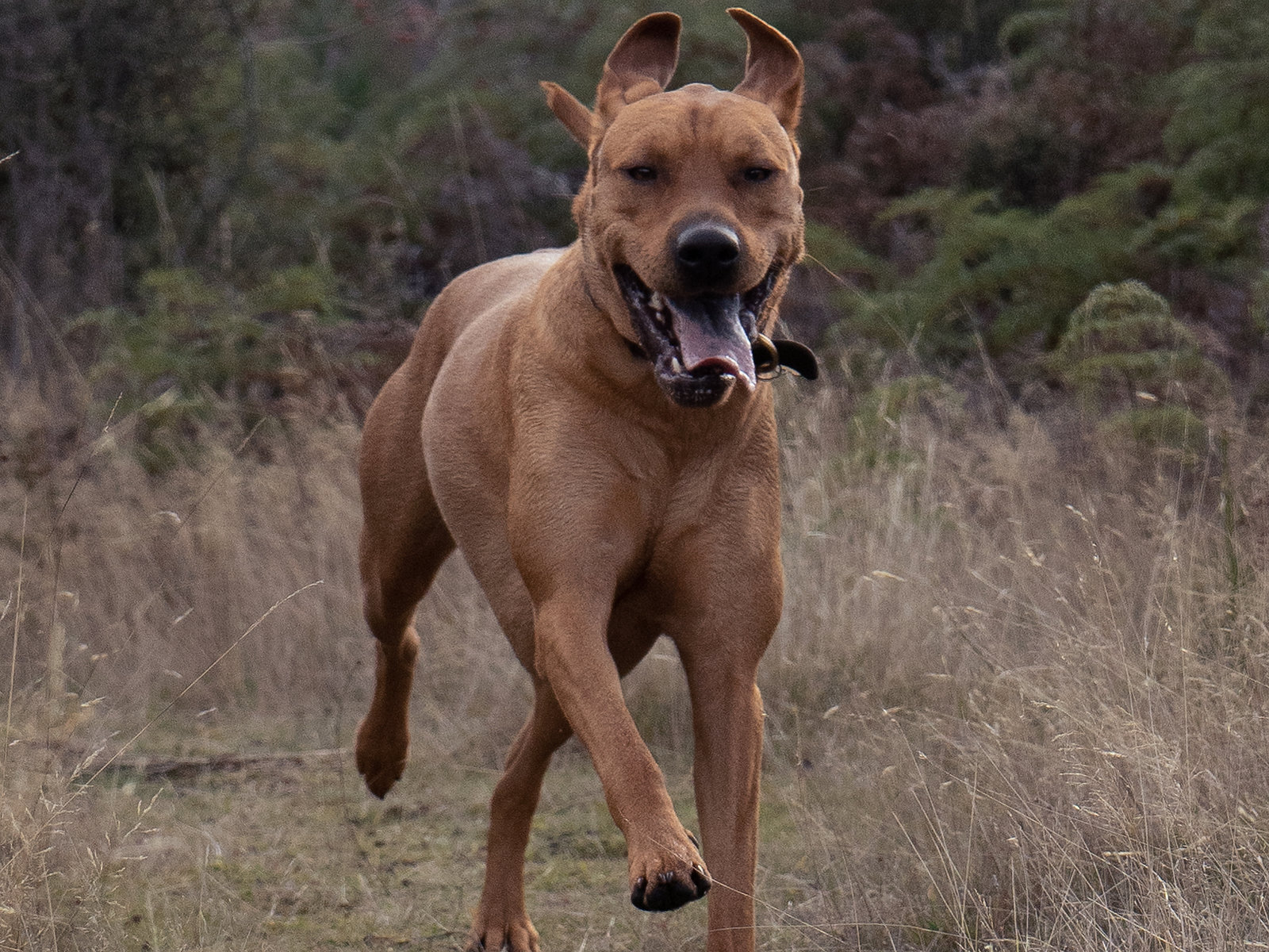 Dog on a scenic walk