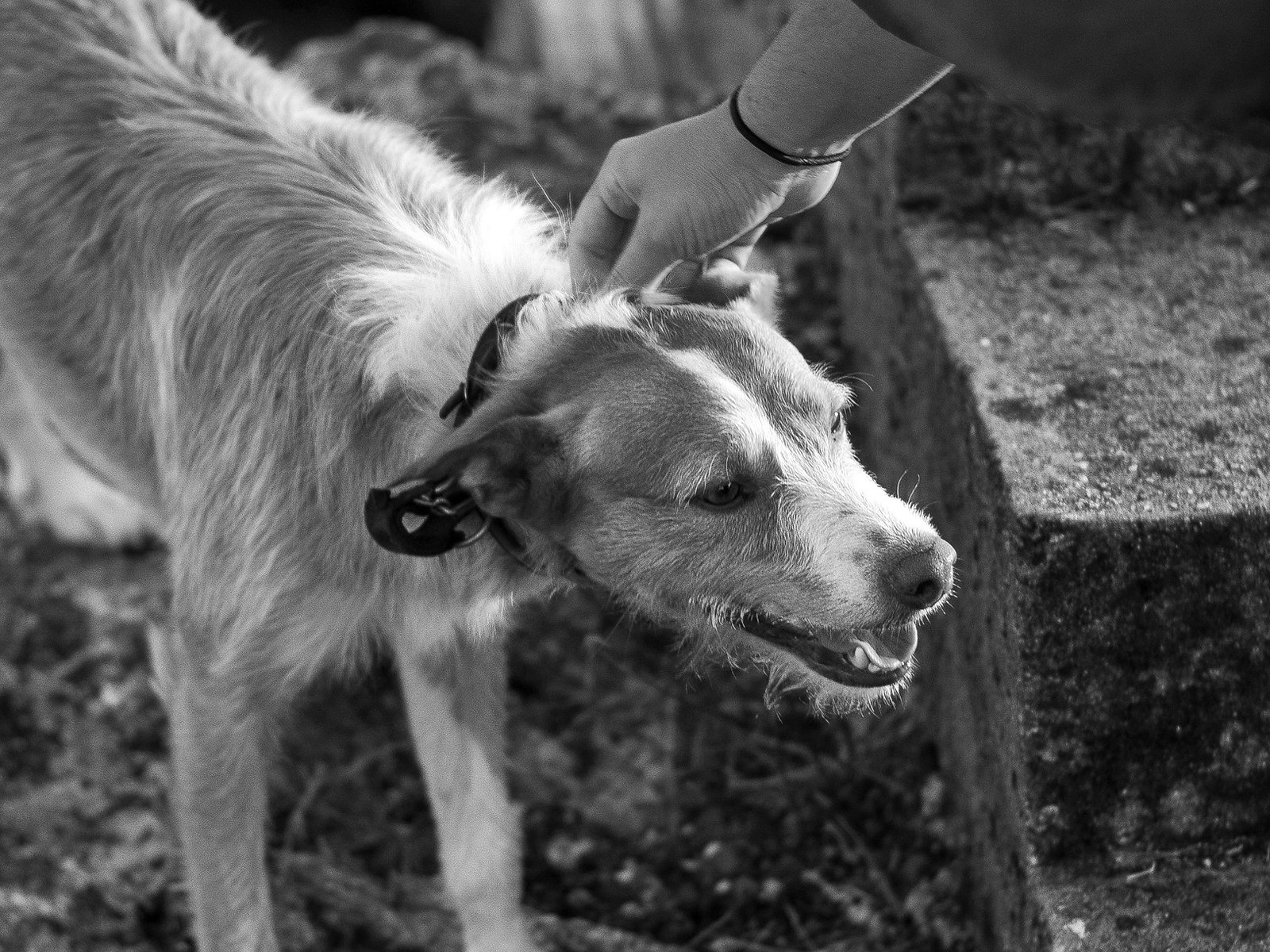 Dogs exploring nature