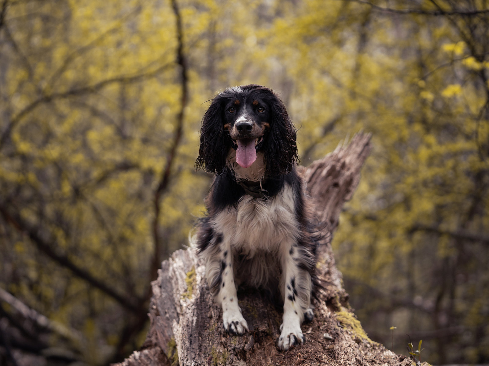 Pack walk in Queenstown area
