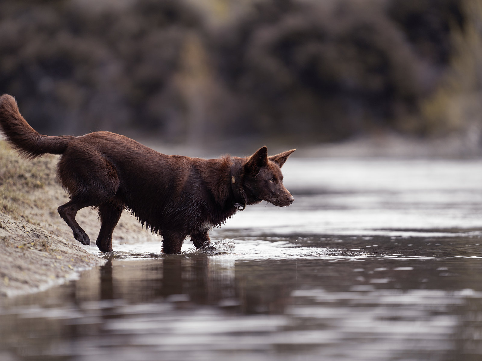 Dogs socialising outdoors
